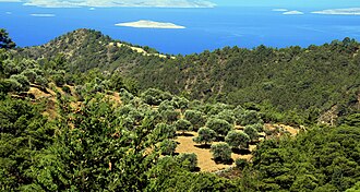 Olivar en una colina de Rodas, Grecia
