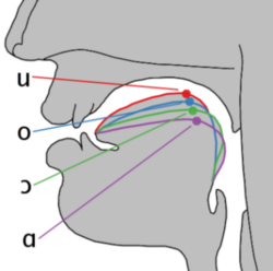 Comparación de las posiciones de la lengua en vocales posteriores y centrales