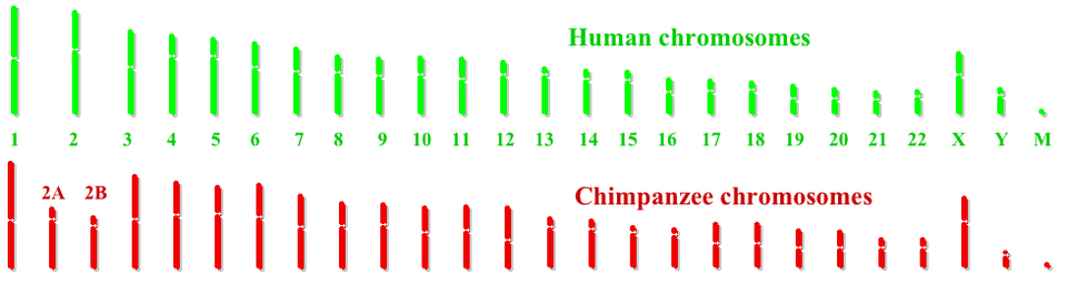 Diagrama comparativo entre genomas humanos y de chimpancé.