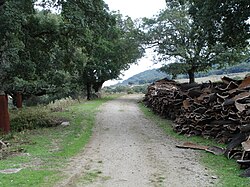 Recolección de corcho en un entorno natural arbolado