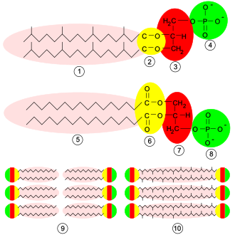 Estructura comparativa de fosfolípidos y tipos de membranas lipídicas