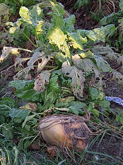 Cultivo de remolacha azucarera