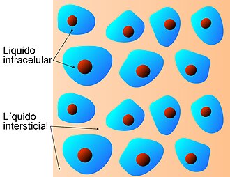Esquema comparativo del líquido intracelular y el líquido intersticial entre células adyacentes.