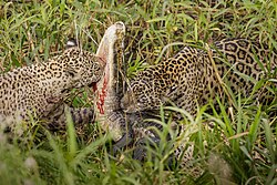 Jaguares alimentándose de un caimán