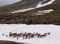 Manadas de renos sobre la nieve.