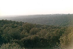 Encinar denso en el Monte del Pardo en España