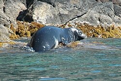 Fotografía de la foca monje mediterránea en su hábitat natural