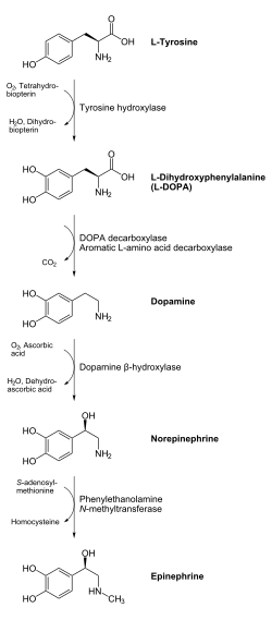 Diagrama químico de la biosíntesis de la dopamina