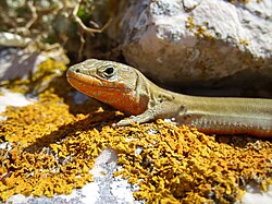 Ejemplar de lagarto del Adriático