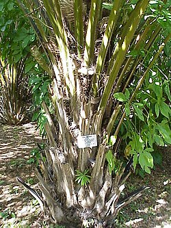 Detalle del tronco o estipe de la palma aceitera