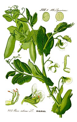 Ilustración botánica histórica de Pisum sativum