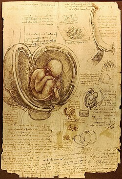 Estudio del embrión humano realizado por Leonardo da Vinci entre 1510 y 1513.