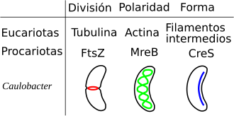 Representación esquemática de los elementos del citoesqueleto en Caulobacter crescentus