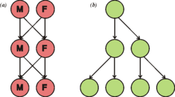 Diagrama del doble coste del sexo