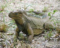 La iguana de Mona, lagarto nativo de Puerto Rico en peligro de extinción.