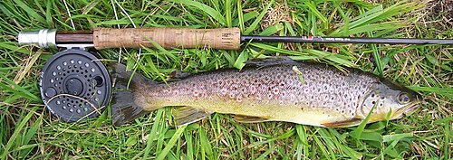 Trucha capturada mediante la técnica de pesca con mosca.