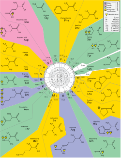 Representación del código genético con bases nitrogenadas, tripletes y aminoácidos.