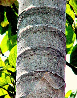 Corteza anillada del yagrumo