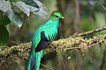 Ejemplar de Pharomachrus mocinno en Monteverde