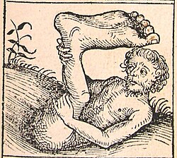 Ilustración de un esciápodo