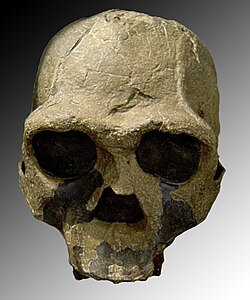 Cráneo KNM-ER 3733 perteneciente a Homo ergaster