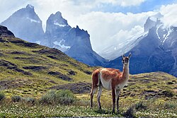 Guanaco frente a los Cuernos del Paine