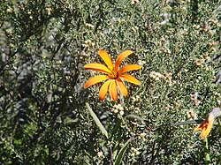 Mutisia, flor simbólica de la provincia de Neuquén