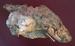 Thrinaxodon liorhinus en exposición