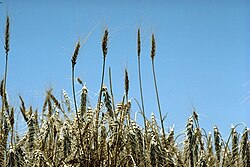 Representación de tallos y espigas de trigo