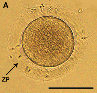 Óvulo animal con zona pelúcida ZP.