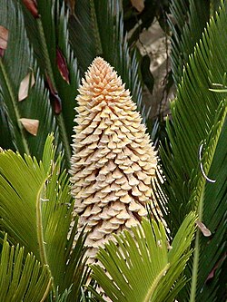 Cono de Cycas revoluta