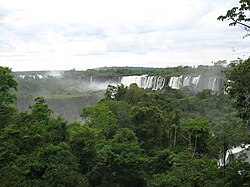 Interior de la selva misionera en el parque nacional Iguazú