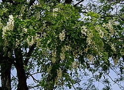 Aspecto general en flor de Robinia pseudoacacia