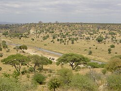 Sabana abierta con árboles dispersos en el parque nacional Tarangire de Tanzania.