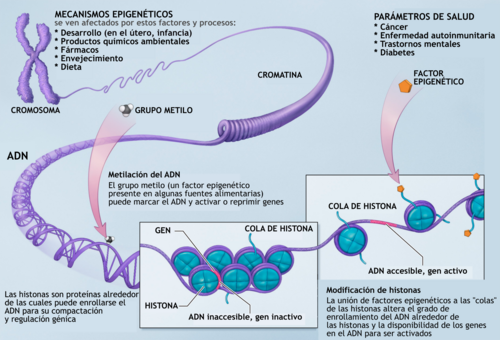 Representación de los mecanismos epigenéticos principales en el nivel molecular