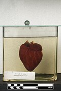 Corazón de cerdo doméstico