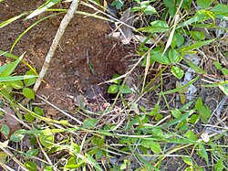Hoyo de armadillo en la Amazonía peruana