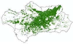 Mapa de distribución del olivar en Andalucía