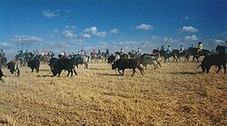 Encierro tradicional de Medina del Campo