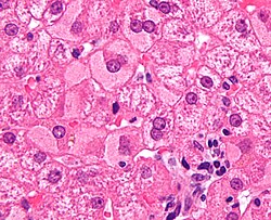 Hepatocito