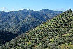 Paisaje de olivares en la campiña de Villaharta
