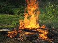 Madera y biomasa forestal y su consideración dentro de las emisiones de carbono