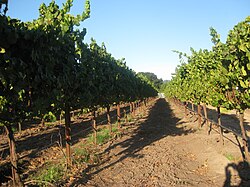Vides cultivadas en la zona vitícola del condado de Sonoma.