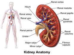Anatomía del riñón de Blausen