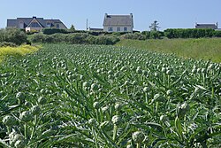 Plantación de Cynara scolymus