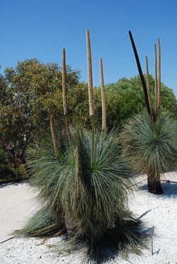 Ejemplares de Xanthorrhoea glauca en el área australiana.