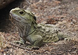 Un tuátara, reptil endémico de Nueva Zelanda.