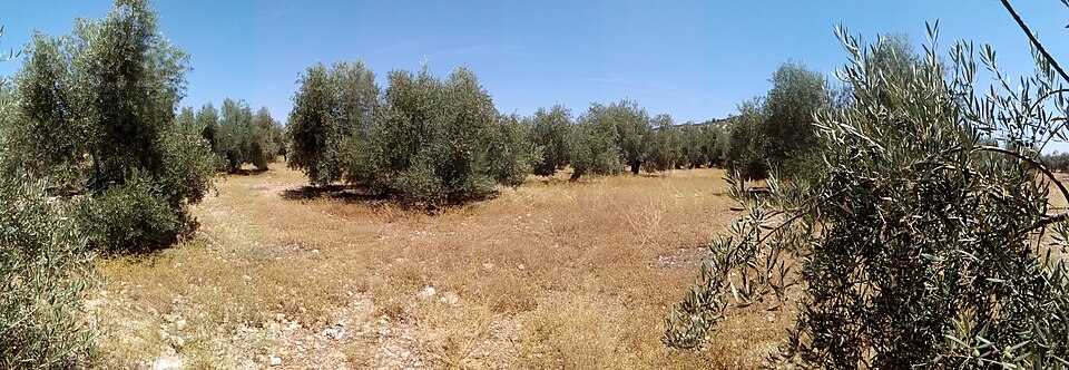 Panorámica de olivares andaluces