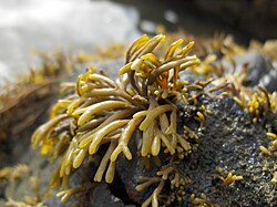 Pelvetia canaliculata, un tipo de alga.