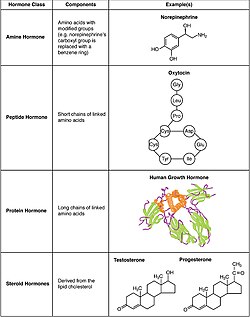 Imagen representativa de la actividad hormonal